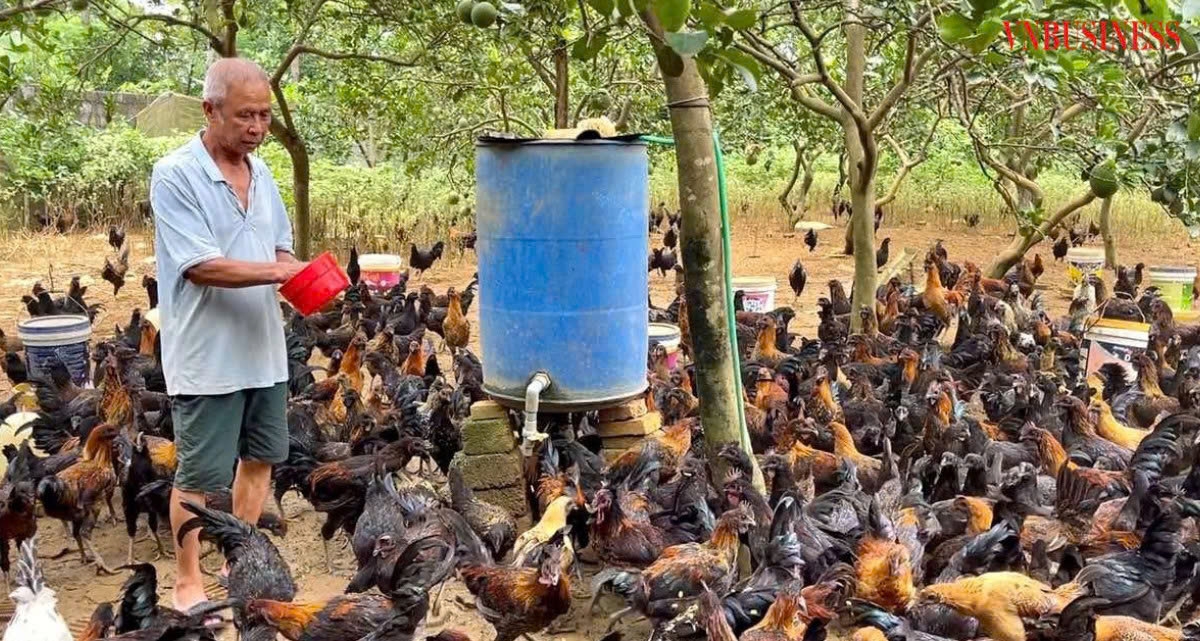 Mô hình nuôi gà đồi kết hợp trồng bưởi của thành viên.