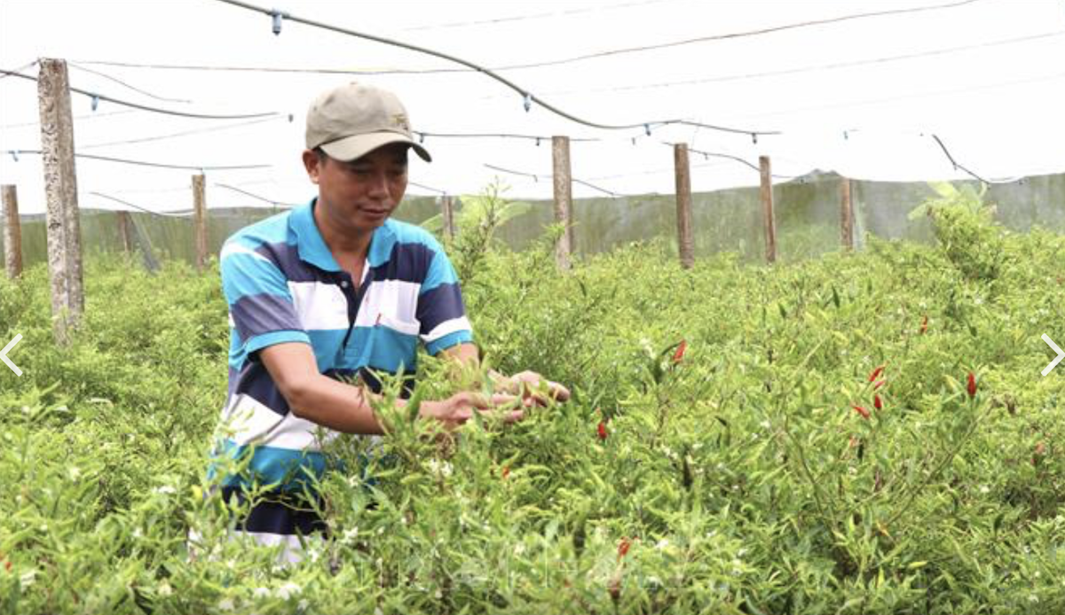 Ông Từ Ngọc Ngà, Giám đốc HTX HTX nông nghiệp Thành Công chăm sóc ớt trồng trong nhà lưới của HTX.