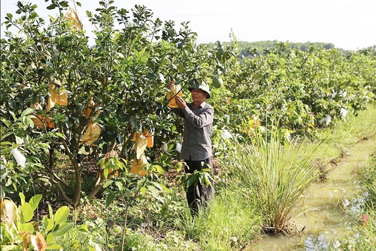 Để thúc đẩy nông thôn mới kiểu mẫu, các địa phương trong tỉnh dự kiến tiếp tục đẩy mạnh nông nghiệp theo chuỗi giá trị &lpar;Ảnh: BTH&rpar;.