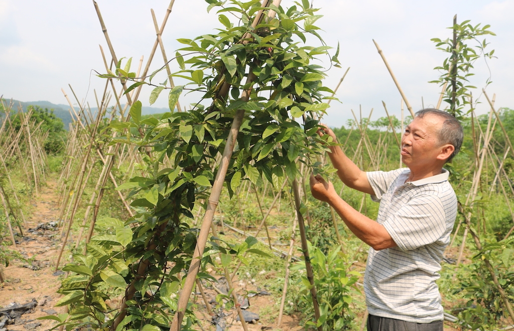 Tham gia chuỗi liên kết trồng cây dược liệu giúp cho người dân Tây Giang thay đổi tư duy sản xuất nông nghiệp ngày càng tích cực hơn.