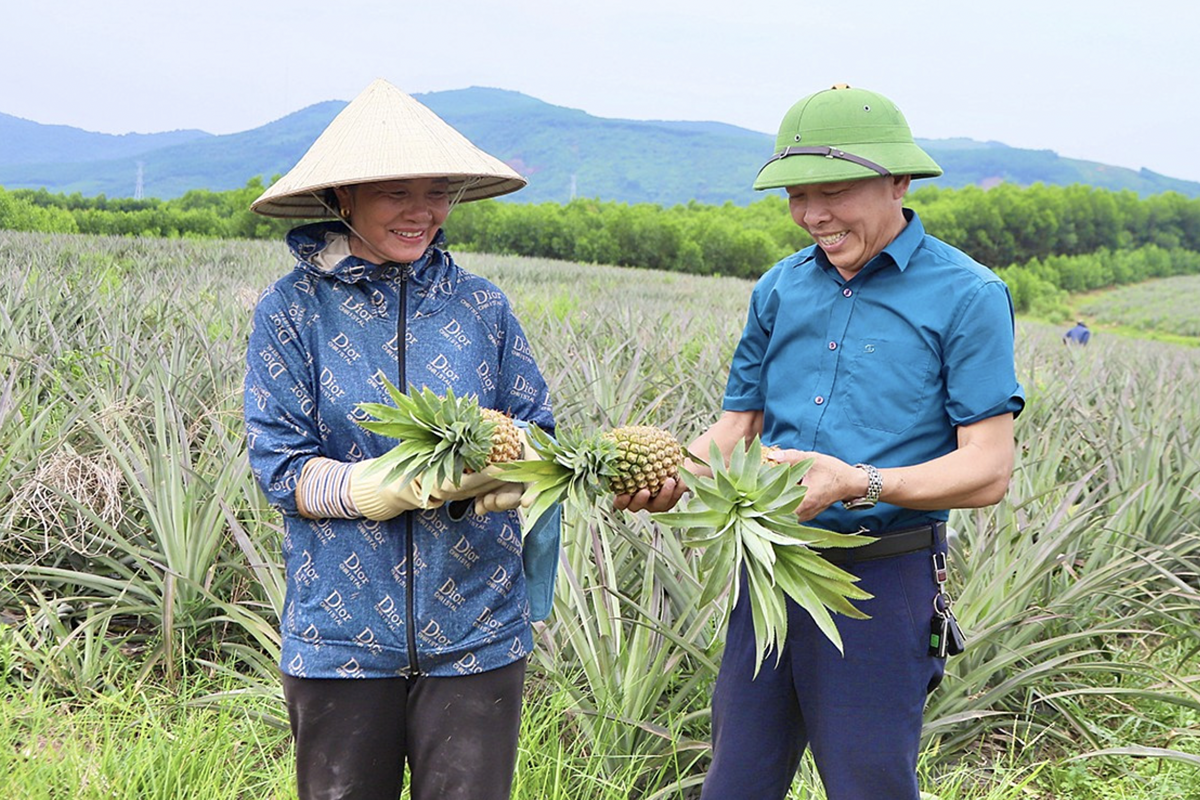 THT sản xuất dứa Ngân Hà tất bật thu hoạch vụ đầu tiên.