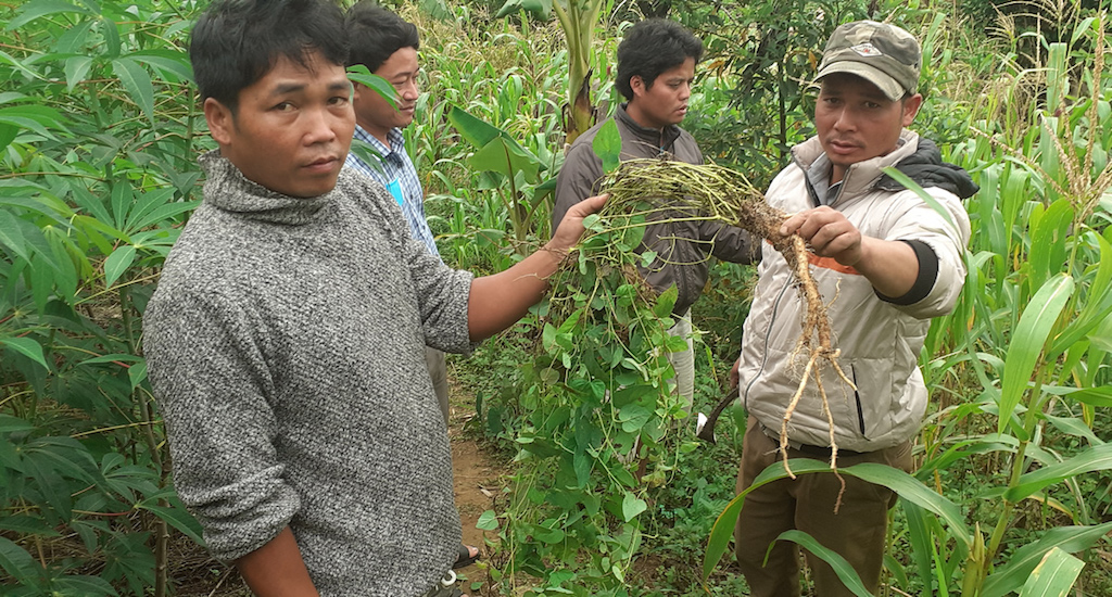 Các loại cây dược liệu như đẳng sâm, ba kích được đánh giá hoàn toàn phù hợp thổ nhưỡng và tập quán canh tác của đồng bào Cơ Tu ở Tây Giang.
