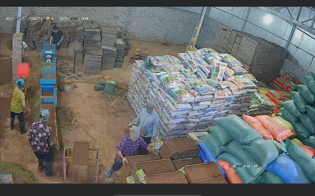 HTX Thụy Hương bắt tay ngay vào sản xuất &lpar;ảnh chiều ngày 22/7, HTX cung cấp&rpar;.