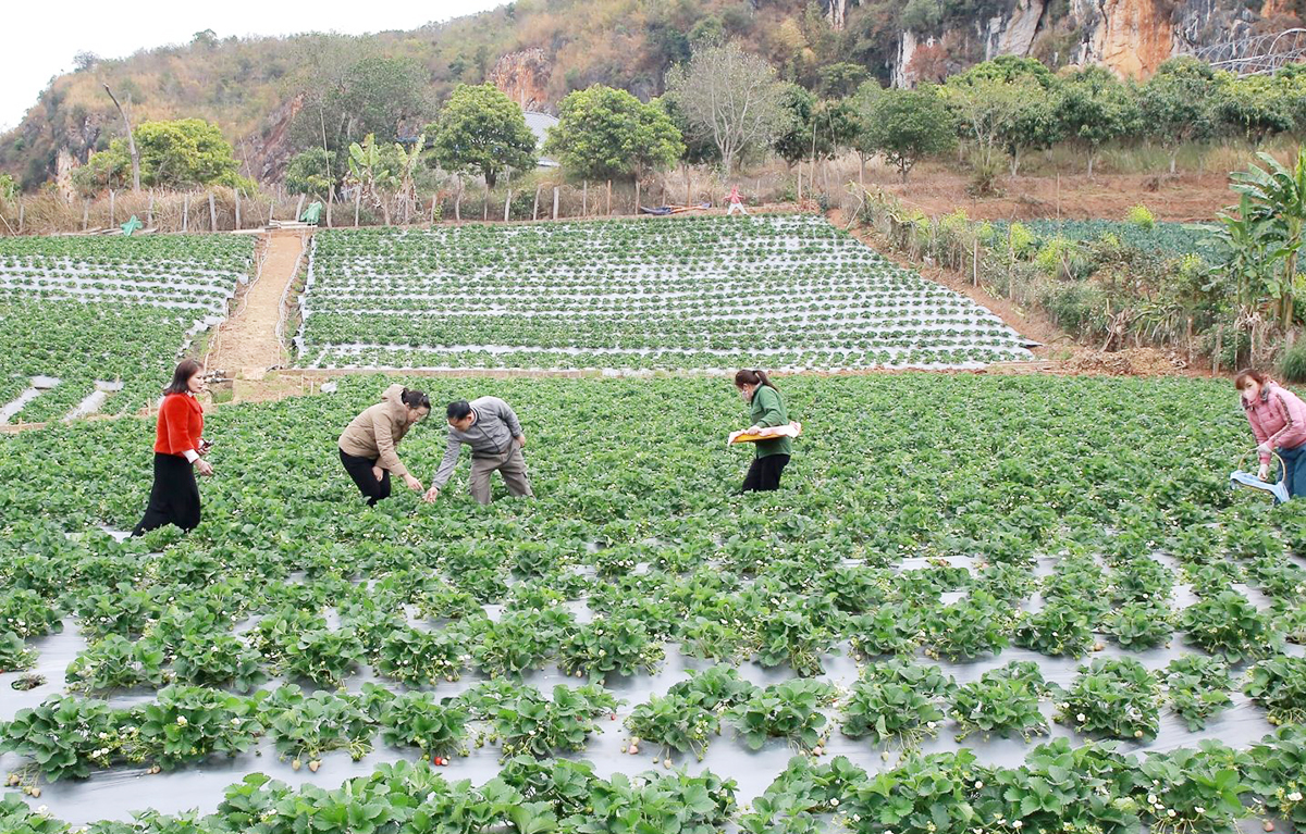 HTX, nông dân Sơn La đang thoát nghèo, làm giàu nhờ nông nghiệp hàng hóa &lpar;Ảnh: BSL&rpar;.