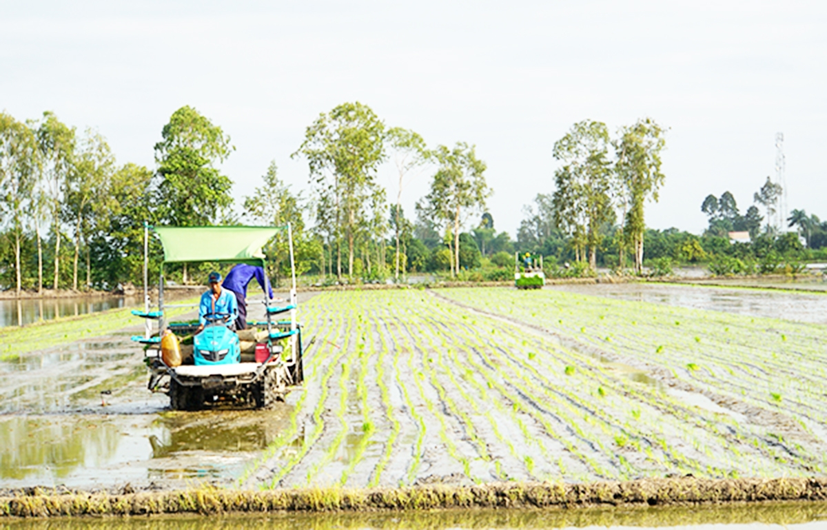Đồng Tháp là một trong những địa phương đi đầu trong chuyển đổi cơ cấu nông nghiệp theo chuỗi giá trị.