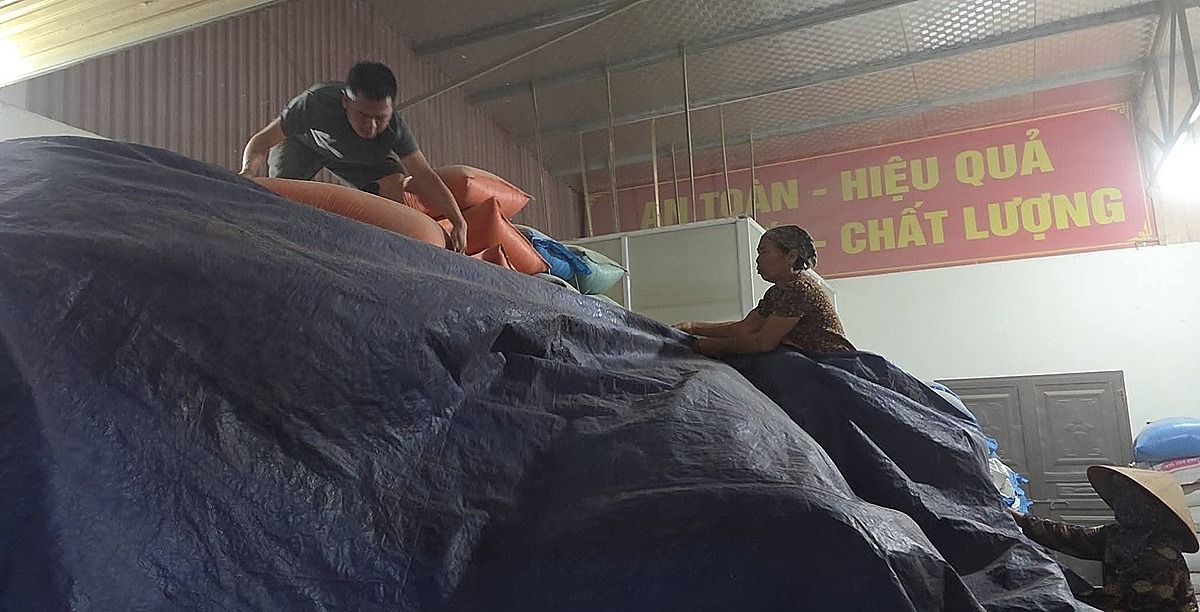 Công nhân HTX chằng chống lại vật tư, che chắn thóc giống...