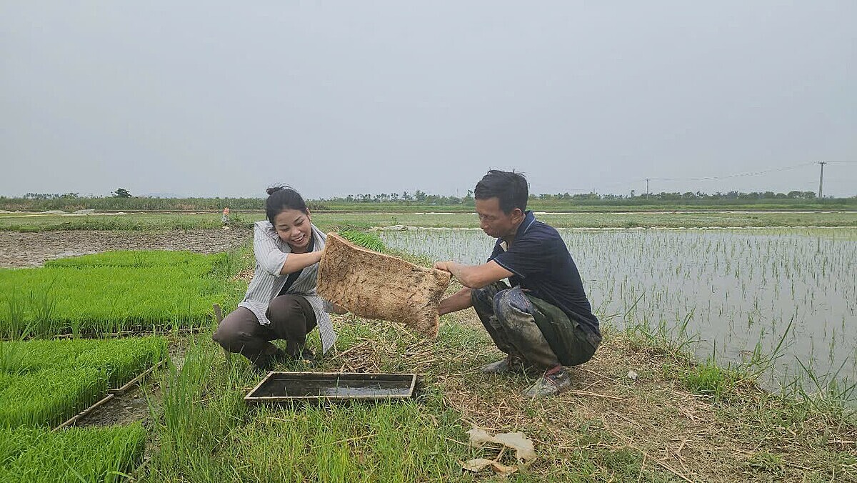 Giám đốc HTX Thụy Hương Nguyễn Thị Hà kiểm tra diện tích mạ gieo cấy khi có thông tin dự báo bão đổ bộ vào Hải Phòng.
