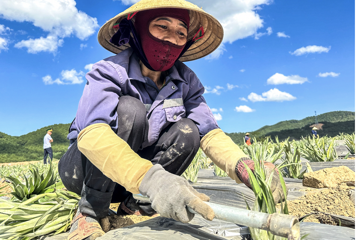 Các hộ dân đều đánh giá cao và kỳ vọng vào mô hình sản xuất dứa liên kết.