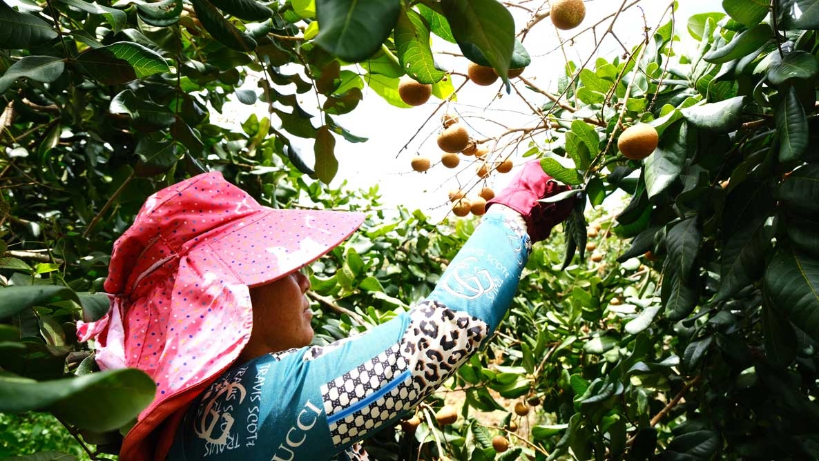 Thanh nhãn mang lại thu nhập cao gấp 10 lần so với trồng lúa.