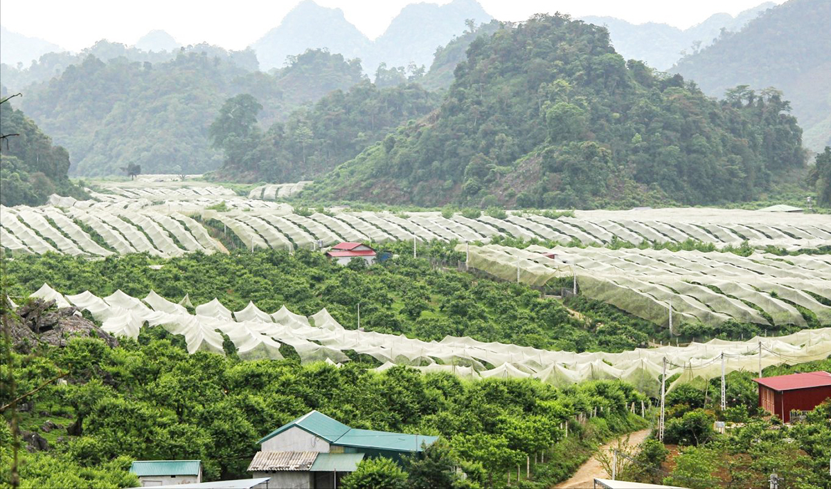Bức tranh sản xuất nông nghiệp ở Sơn La đang ngày càng khởi sắc &lpar;Ảnh: BSL&rpar;.