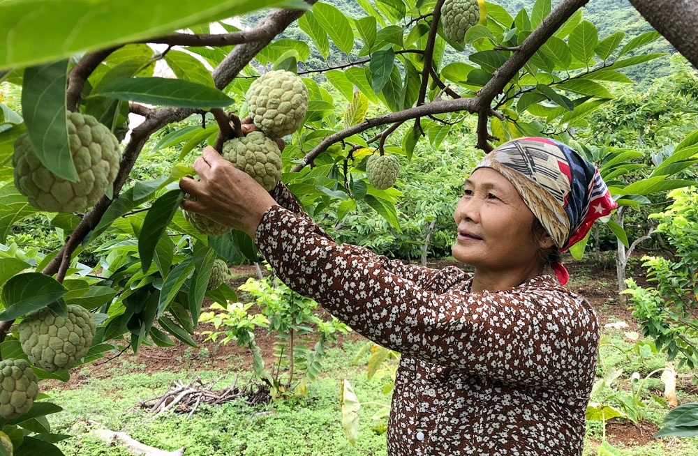 Mùa na năm nay dự báo tiếp tục bùng nổ khi ngành chức năng đã có kế hoạch tổ chức lễ hội na để hỗ trợ người dân, HTX quảng bá, tiệu thụ.