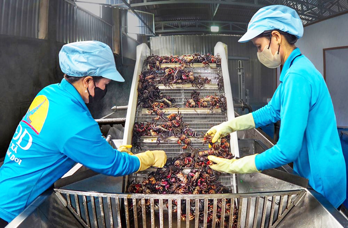 Những sản vật quê hương như Ba Khía đang làm giàu cho nông dân, HTX ở Cà Mau &lpar;Ảnh: BCM&rpar;.