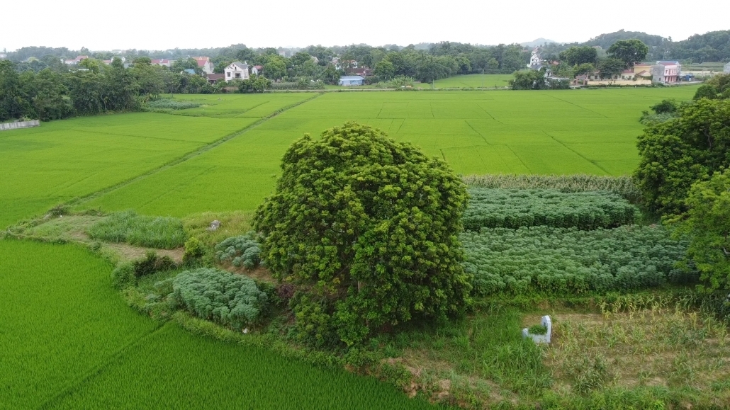 Những cây trám cổ thụ đang được người dân, HTX và ngành chức năng bảo tồn.