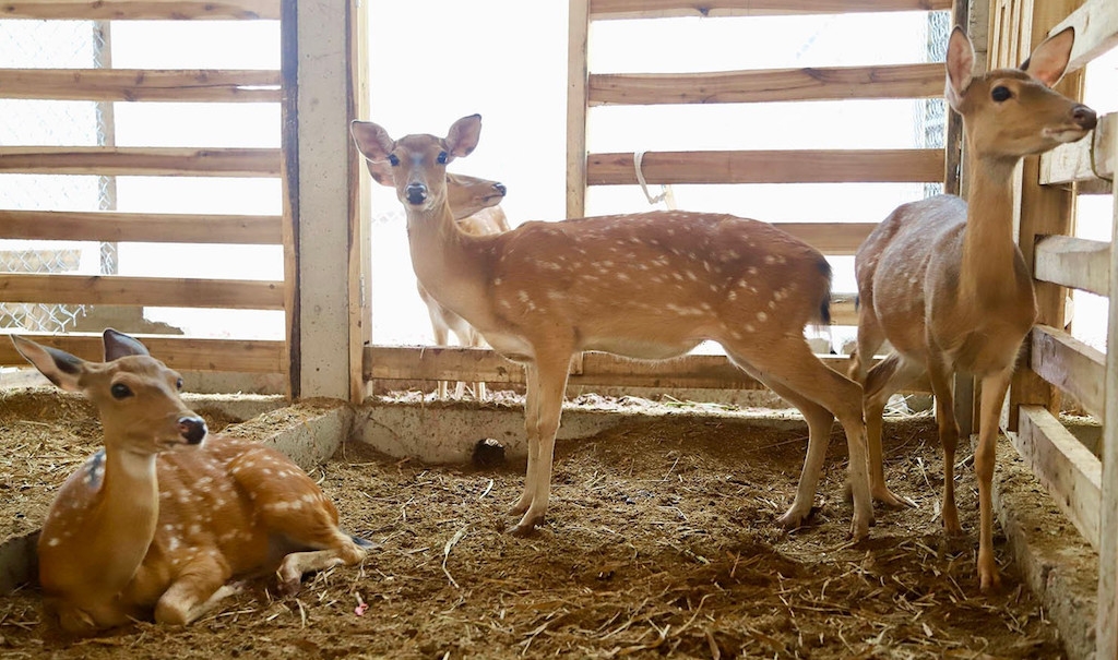 Liên kết nuôi hươu lấy nhung mở ra cơ hội thoát nghèo cho người dân Đông Giang.