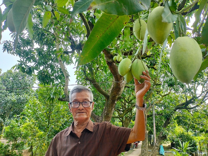 Giống xoài cát Hòa Lộc chính gốc vẫn được người tiêu dùng đánh giá cao về chất lượng.