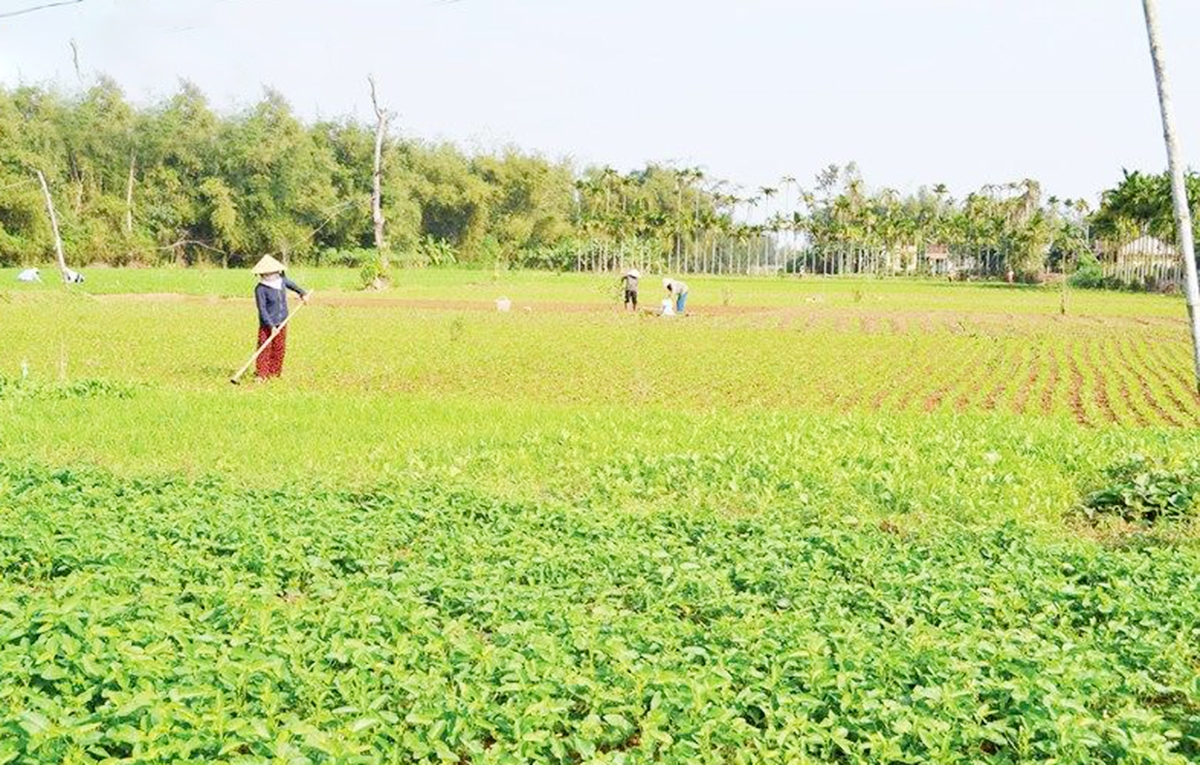 Hiệu quả chuyển đổi cơ cấu nông nghiệp là nền tảng xây dựng nông thôn mới ở Quảng Ngãi &lpar;Ảnh: BQN&rpar;.