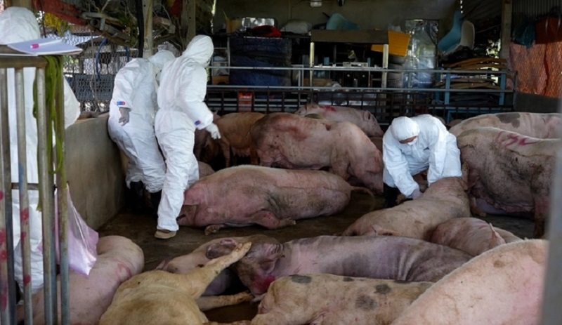 Theo cơ quan chức năng, nguy cơ dịch tả lợn châu Phi tiếp tục phát sinh và lây lan trong thời gian tới là rất cao.