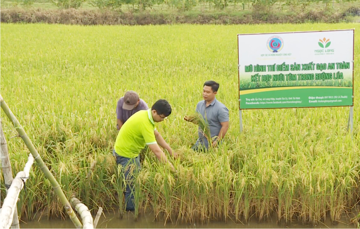 Năm 2024, lợi nhuận của HTX nông nghiệp Long Hiệp vào khoảng 1,4 tỷ đồng.