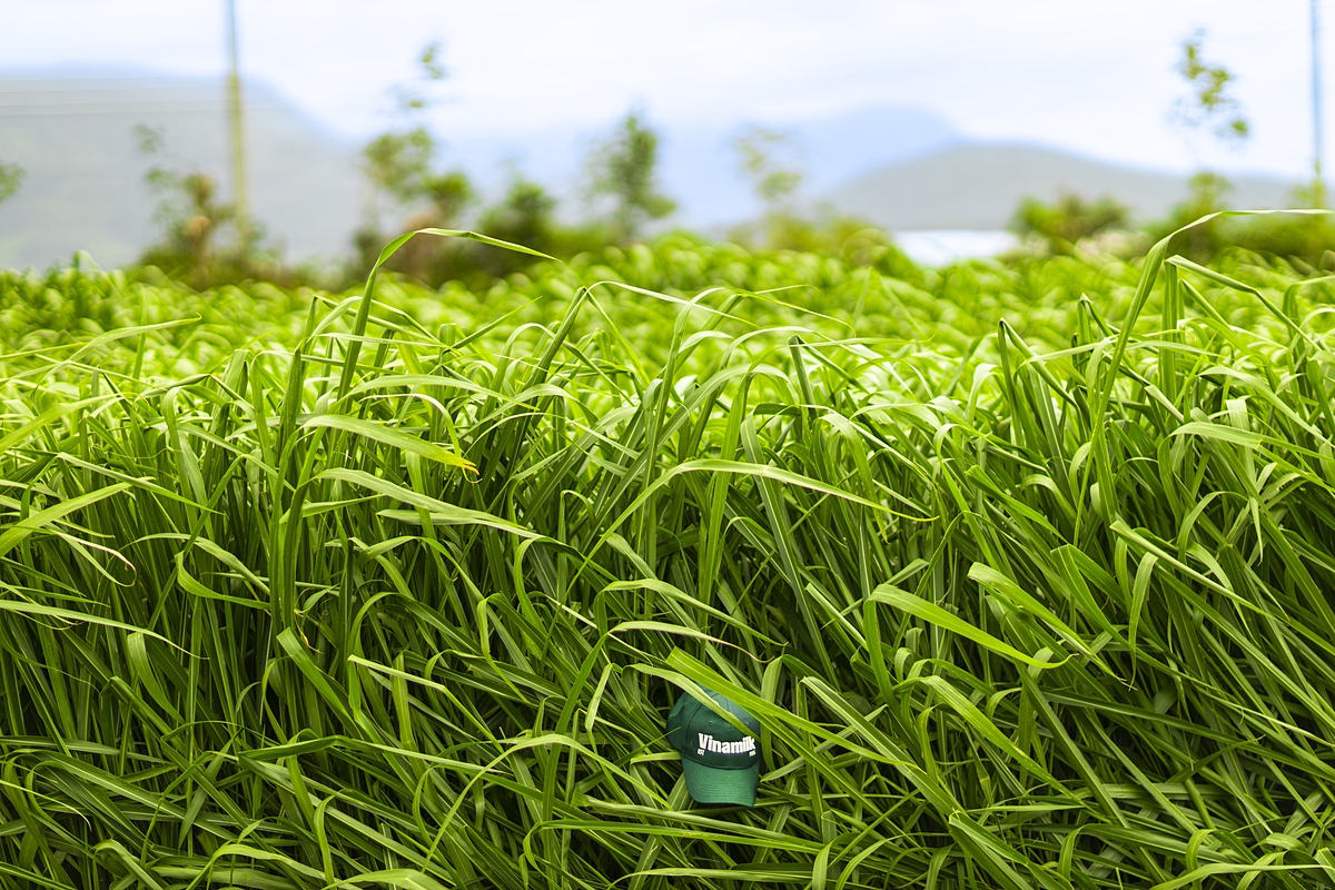 Cỏ tươi mới cắt, được sấy để cho bò bê ăn trong ngày, luôn giữ độ tươi mới và dinh dưỡng. Ảnh: Vi Nam
