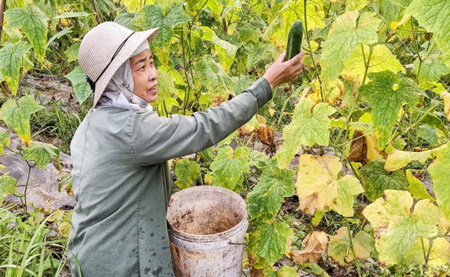 Sản xuất theo chuỗi giá trị giúp nông dân, HTX lên đời nông sản &lpar;Ảnh: BTN&rpar;.