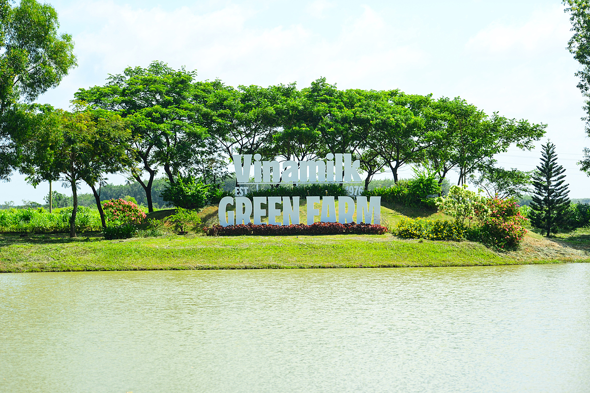 Vinamilk hào phóng giữ lại 9 hồ nước nằm xen kẽ với mảng xanh để dự trữ, lưu thông tuần hoàn nước và đồng thời đóng vai trò như những “máy điều hòa, cấp ẩm”. Ảnh: Quang Định.