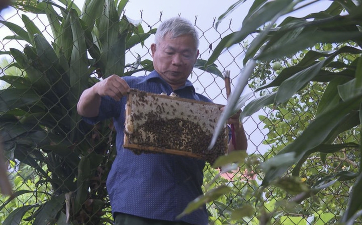 Ông Nguyễn Văn Dũng tích cực truyền dạy kỹ thuật, hỗ trợ ong giống cho hàng trăm hộ dân khác để cùng vươn lên làm giàu.