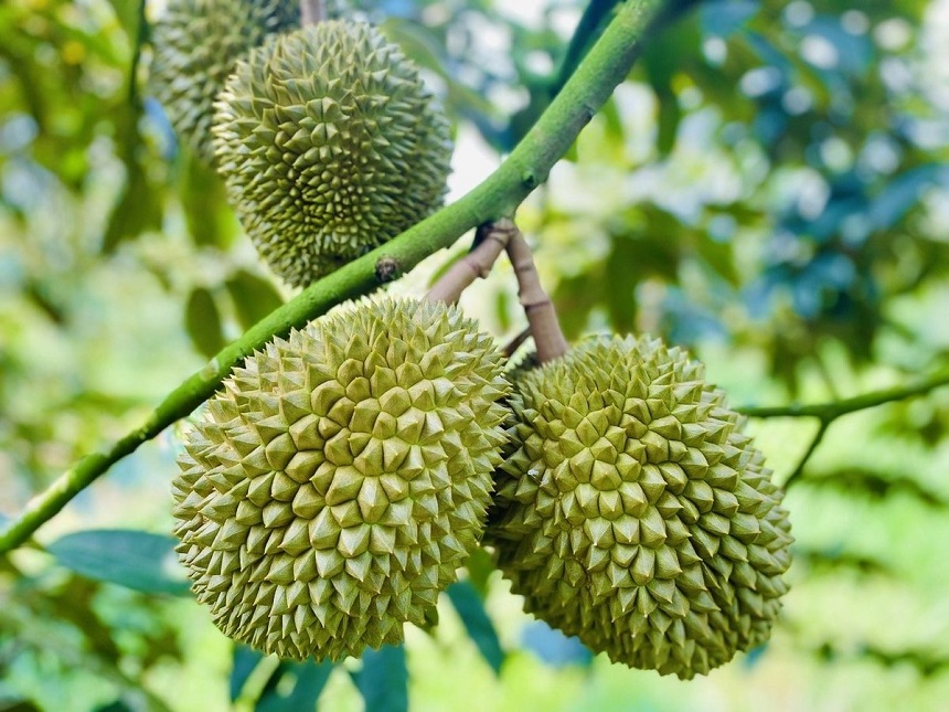 Trồng sầu riêng theo hướng hữu cơ, bước đầu giúp các nhà vườn và HTX mang lại hiệu quả kinh tế rõ rệt.