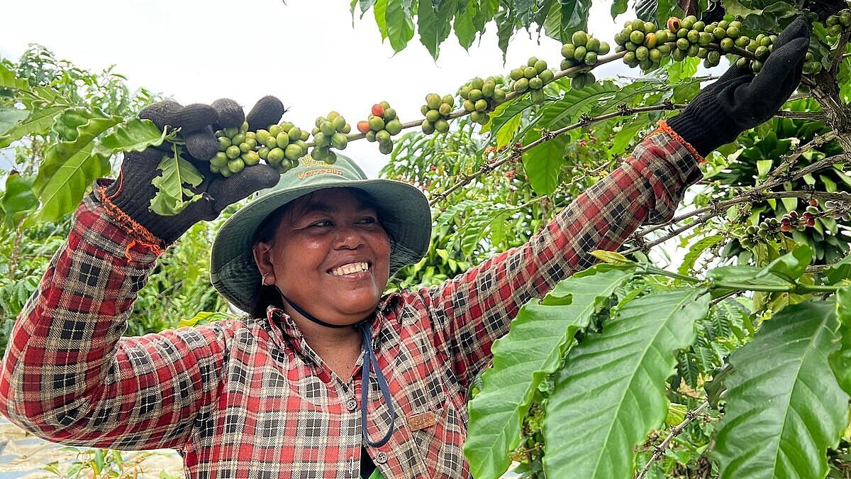 Cà phê tăng mạnh ở các vùng trồng trọng điểm.