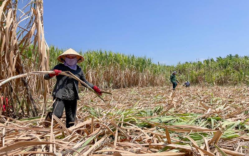 Người trồng mía yên tâm gắn bó với cây trồng này nhờ có mối liên kết HTX-doanh nghiệp.