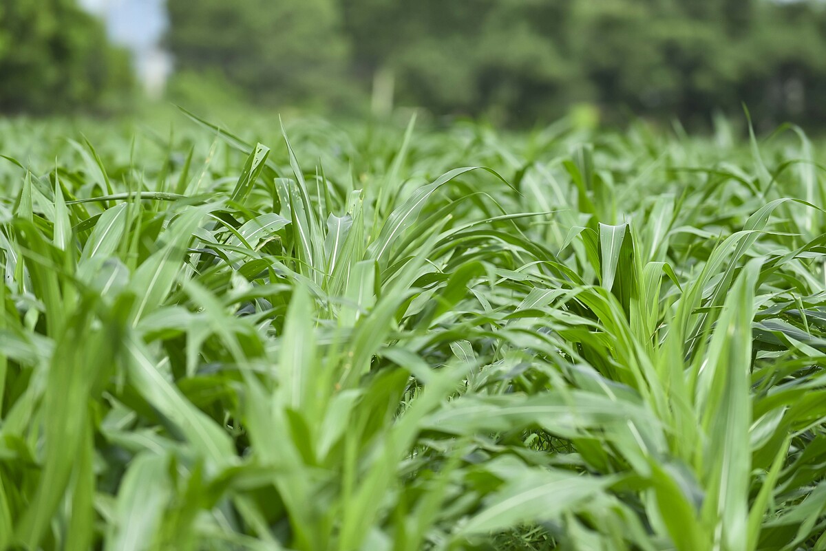 Năm 2024, doanh nghiệp cũng đã bao tiêu, thu mua hơn 365.000 tấn bắp sinh khối từ nông dân, tăng thu nhập cho người dân. Ảnh: Vi Nam.