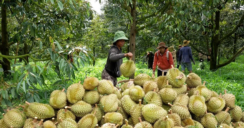Bộ Nông nghiệp và Môi trường dự báo xuất khẩu sầu riêng có khả năng phục hồi từ quý III/2025, đặc biệt vào mùa vụ chính từ tháng 8 đến tháng 10.