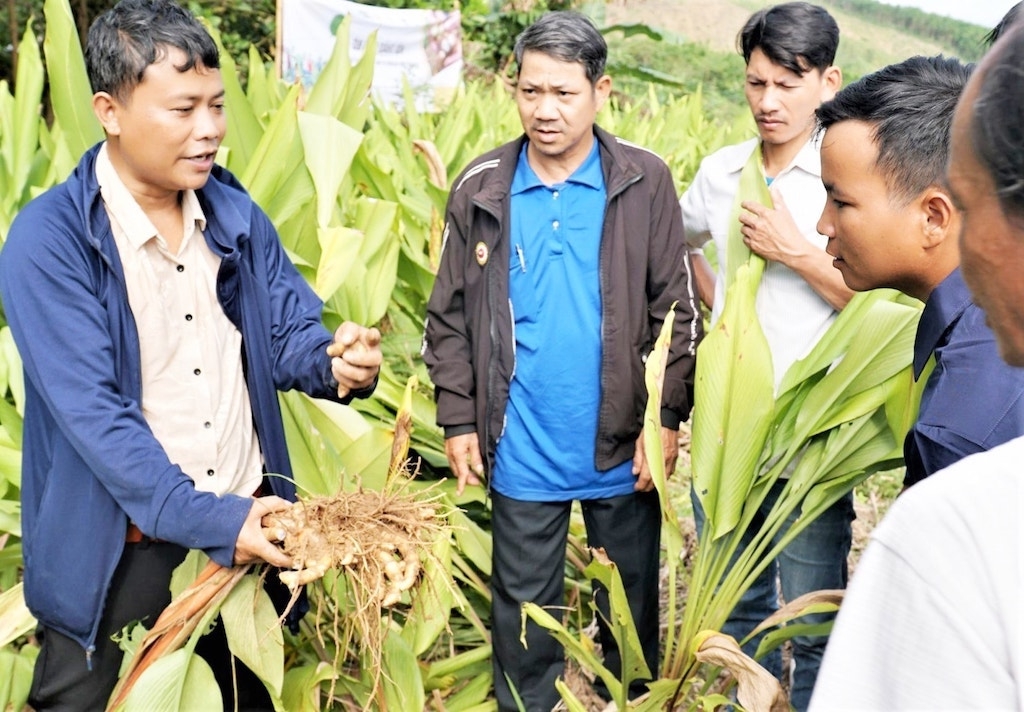 Mô hình hỗ trợ trồng cây dược liệu đang giúp cải thiện sinh kế cho người dân Sông Kôn.