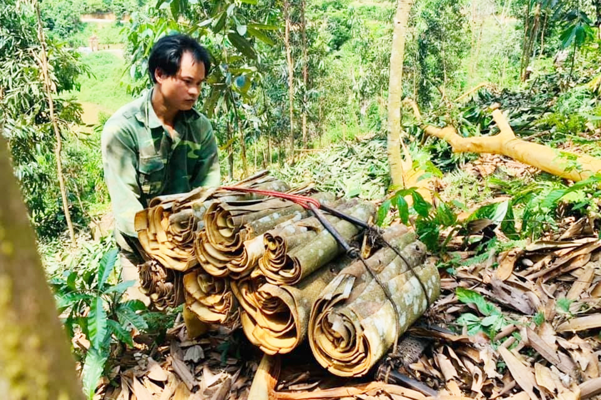 Liên kết thành lập HTX giúp nông dân tăng nội lực sản xuất, nâng sức cạnh tranh.