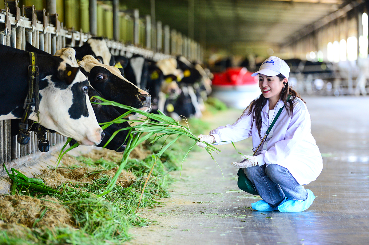 Việc chăm sóc bò sữa, doanh nghiệp lại luôn tập trung vào tiêu chí “tạo ra môi trường sống gần gũi thiên nhiên, hạn chế sự can thiệp của con người. Ảnh: Quang Định.