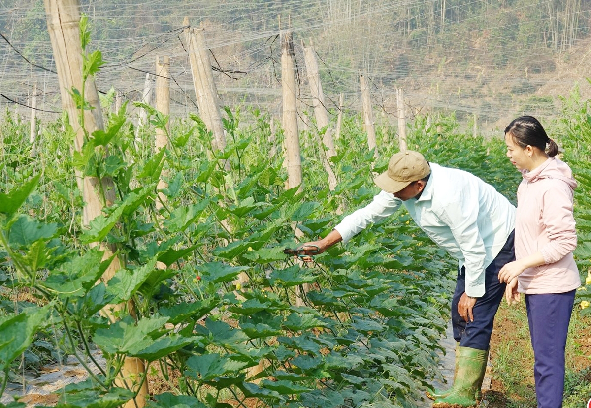 Ứng dụng khoa học kỹ thuật giúp nông dân, HTX tăng thu nhập.