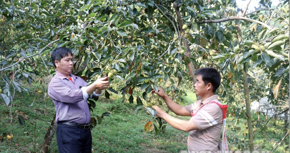 THT sản xuất hồng không hạt Bảo Lâm duy trì chăm sóc trên 24 ha hồng không hạt Bảo Lâm.