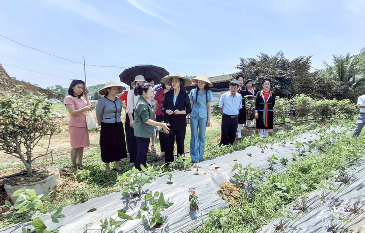 Thành công trong chuyển đổi cây trồng là nền tảng xây dựng nông thôn mới ở Thái Nguyên &lpar;Ảnh: BTN&rpar;.