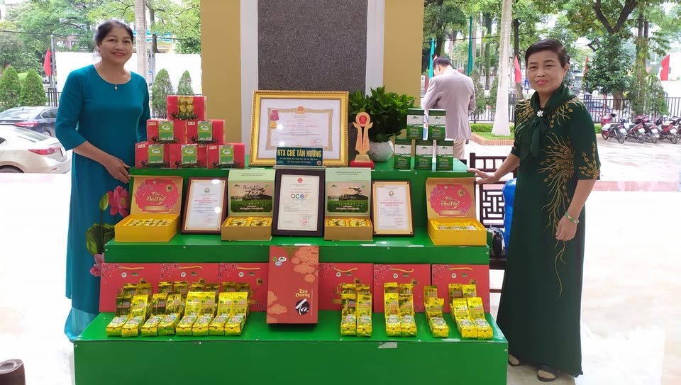 HTX đang là đòn bẩy giúp thương hiệu chè của địa phương vươn xa.