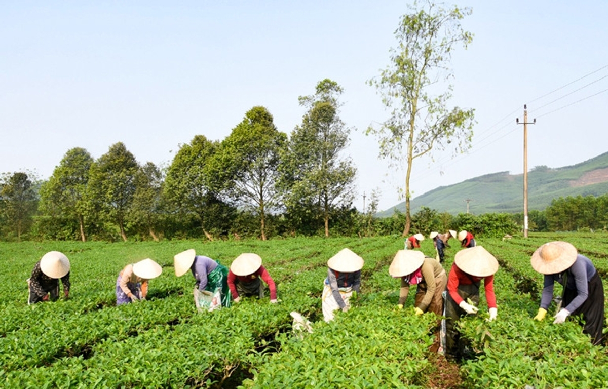 Thành công trong xây dựng nông thôn mới ở Hà Tĩnh có dấu ấn từ chuyển đổi cơ cấu nông nghiệp.
