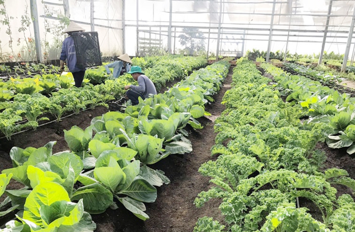 Các HTX đang khẳng định dấu ấn đậm nét trong quá trình xóa đói giảm nghèo ở Lâm Đồng.