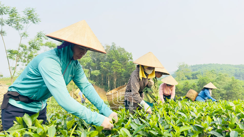 Cây chè ngày càng cho giá trị kinh tế cao nhờ hướng đầu tư phù hợp.