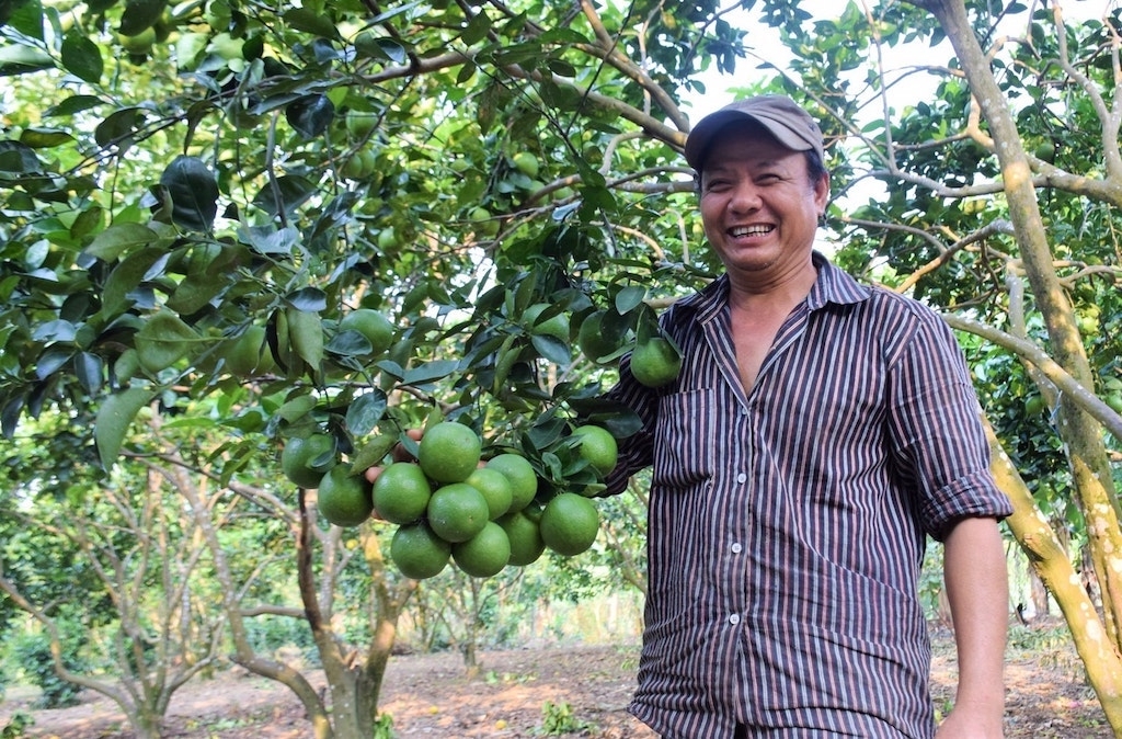 Niềm phấn khởi của người dân Trà My từ vườn cây trĩu quả mang lại thu nhập ổn định.