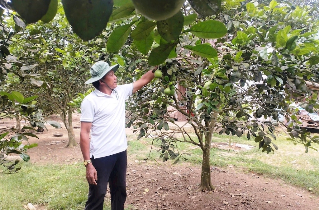 Mô hình kinh tế vườn ở Trà My có vai trò quan trọng của HTX Nông nghiệp Trà Dương và HTX Phát triển nông nghiệp Thịnh Vượng.