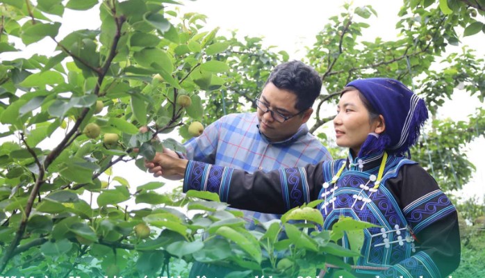 Thời tiết thuận lợi và được chăm sóc đúng kỹ thuật, lê Tai Nung ở Mường Hum năm nay được mùa.