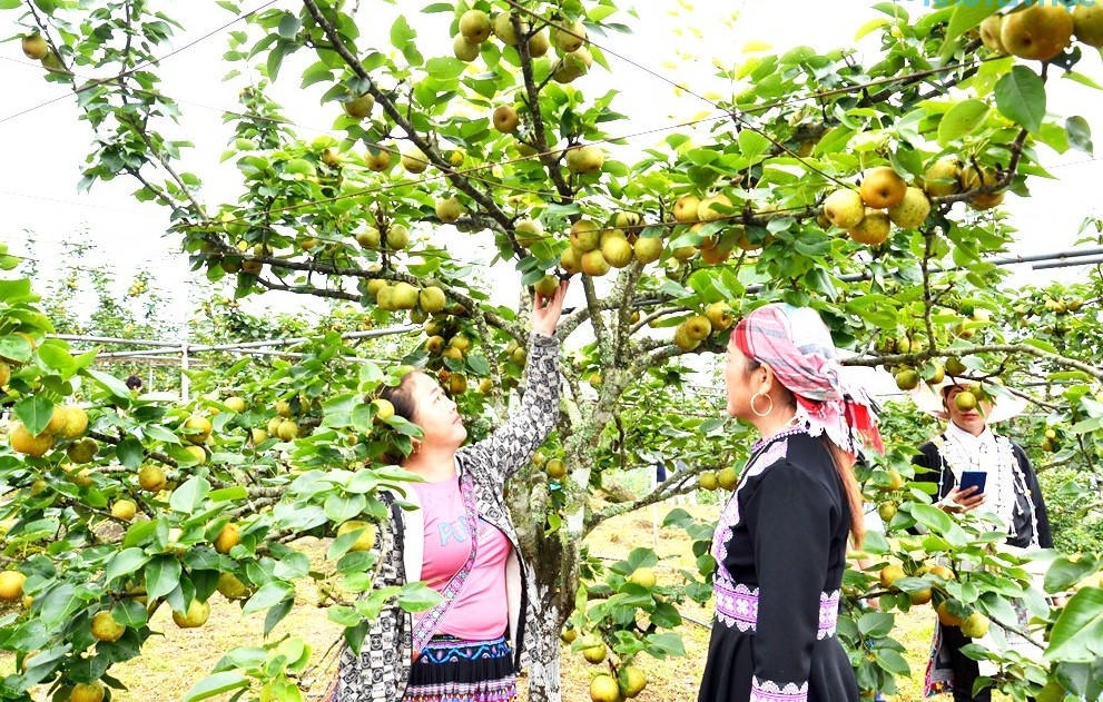 Cây lê Tai nung đang trở thành một trong những cây trồng chủ lực giúp người dân Mường Hum ổn định cuộc sống.