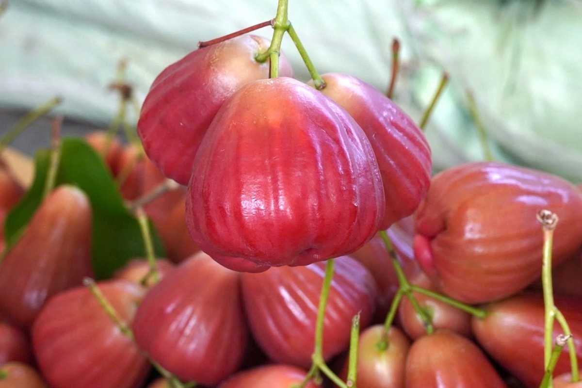 Mận hồng MST có giá trị kinh tế cao