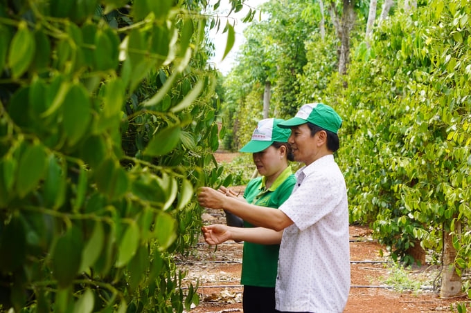 Nhiều HTX đang theo đuổi trồng hồ tiêu bền vững để nâng cao giá trị kinh tế cho thành viên, người dân.