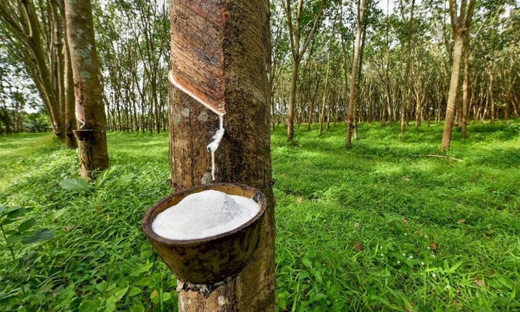 Một chu kỳ mới khởi sắc mở ra cho cổ phiếu ngành cao su?