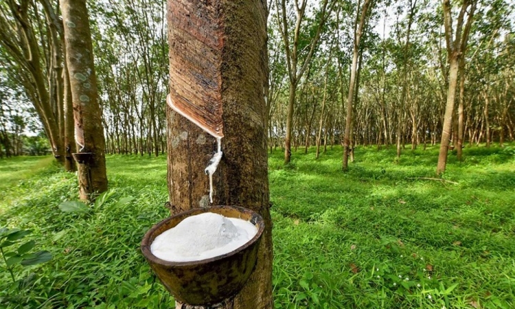 Một chu kỳ mới khởi sắc mở ra cho cổ phiếu ngành cao su?