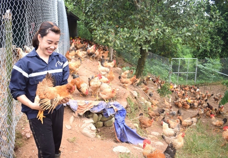 Bên cạnh trồng trọt, mô hình chăn nuôi đang trở thành hướng đi mang lại hiệu quả kinh tế cao tại nhiều địa phương của tỉnh Quảng Ninh.